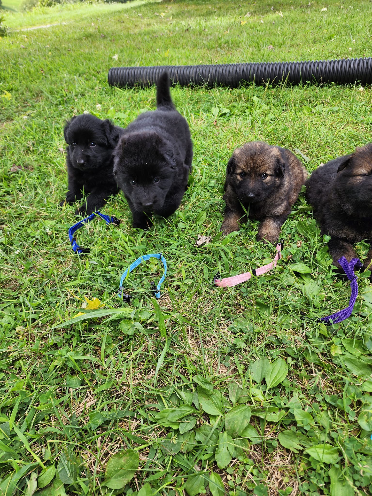 dark sable german shepherd puppies for sale